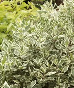 Future Forests Shrubs Cornus Alba Sibirica Variegata