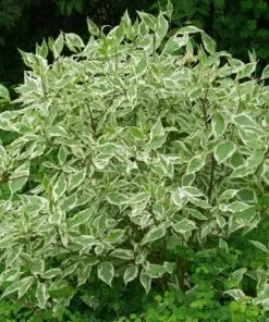 Future Forests Shrubs Cornus Alba Sibirica Variegata