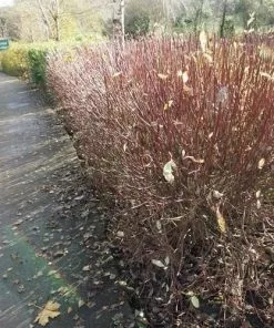 Future Forests Cornus Alba Siberica