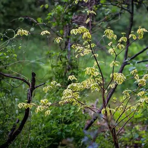 Future Forests Cornus Alternifolia Golden Shadows 4 Future Forests Cornus Alternifolia Golden Shadows