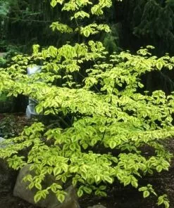 Future Forests Cornus Alternifolia Golden Shadows