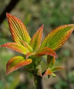 Future Forests Cornus Alternifolia Golden Shadows 10 Future Forests Cornus Alternifolia Golden Shadows