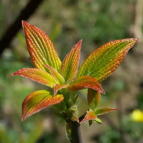 Future Forests Cornus Alternifolia Golden Shadows 6 Future Forests Cornus Alternifolia Golden Shadows