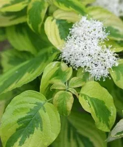 Future Forests Cornus Alternifolia Golden Shadows 9 Future Forests Cornus Alternifolia Golden Shadows