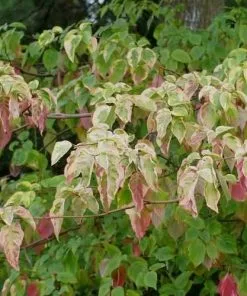Future Forests Cornus Alternifolia Golden Shadows 11 Future Forests Cornus Alternifolia Golden Shadows