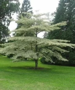 Future Forests Cornus Alternifolia Argentea