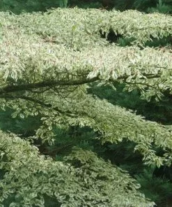Future Forests Cornus Alternifolia Argentea