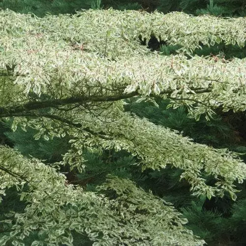 Future Forests Cornus Alternifolia Argentea 4 Future Forests Cornus Alternifolia Argentea