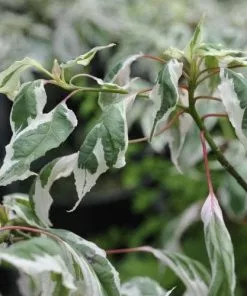 Future Forests Cornus Alternifolia Argentea 7 Future Forests Cornus Alternifolia Argentea
