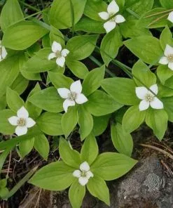Future Forests Cornus Canadensis