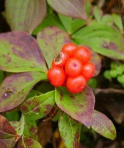 Future Forests Cornus Canadensis