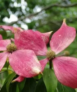 Future Forests Trees Cornus Capitata Kilmacuragh Rose