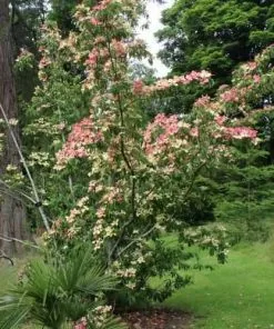 Future Forests Trees Cornus Capitata Kilmacuragh Rose
