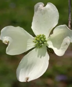 Future Forests Cornus Florida Trees