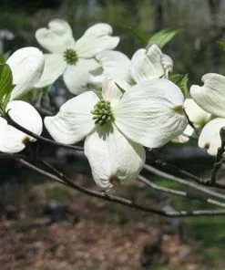 Future Forests Cornus Florida Trees