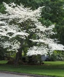 Future Forests Cornus Florida Trees