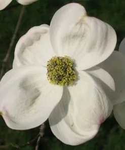 Future Forests Cornus Florida Trees