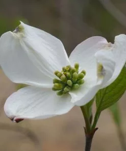 Future Forests Cornus Florida Trees