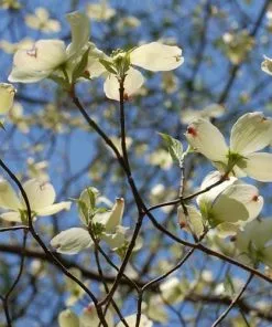 Future Forests Cornus Florida Trees