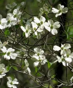 Future Forests Cornus Florida Trees
