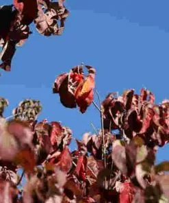 Future Forests Cornus Florida Cherokee Chief Trees