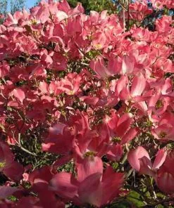 Future Forests Trees Cornus Florida Rubra
