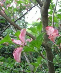 Future Forests Trees Cornus Florida Rubra