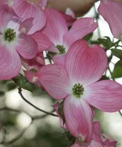 Future Forests Trees Cornus Florida Rubra