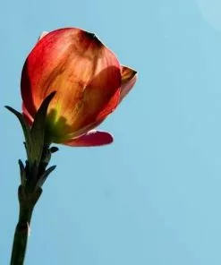 Future Forests Trees Cornus Florida Rubra