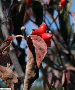 Future Forests Trees Cornus Florida Rubra