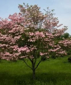 Future Forests Trees Cornus Florida Rubra