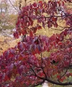 Future Forests Trees Cornus Florida Rubra