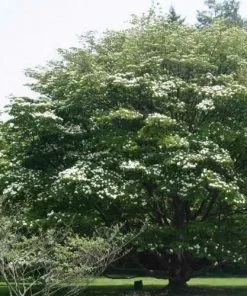 Future Forests Trees Cornus Kousa