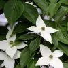 Future Forests Trees Cornus Kousa