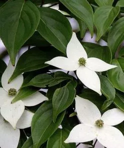 Future Forests Trees Cornus Kousa