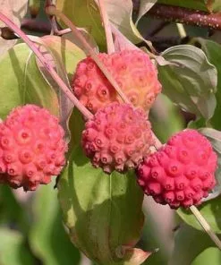 Future Forests Trees Cornus Kousa