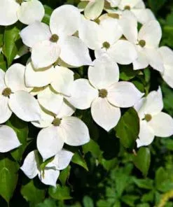 Future Forests Cornus Kousa Var. Chinensis Claudia - Japanese Dogwood