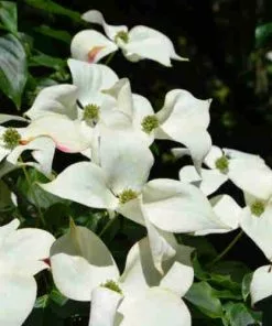 Future Forests Cornus Kousa Var. Chinensis Claudia - Japanese Dogwood 8 Future Forests Cornus Kousa Var. Chinensis Claudia - Japanese Dogwood