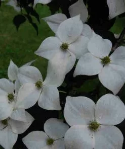 Future Forests Cornus Kousa Var. Chinensis Claudia - Japanese Dogwood 9 Future Forests Cornus Kousa Var. Chinensis Claudia - Japanese Dogwood