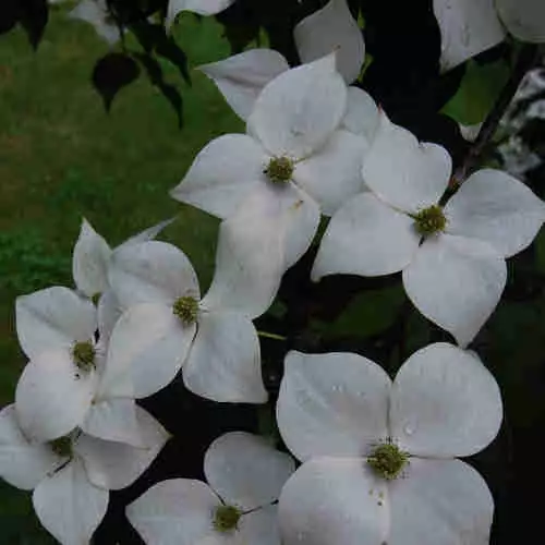 Future Forests Cornus Kousa Var. Chinensis Claudia - Japanese Dogwood 6 Future Forests Cornus Kousa Var. Chinensis Claudia - Japanese Dogwood