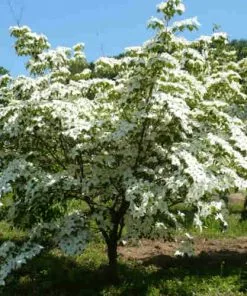 Future Forests Cornus Kousa Var. Chinensis Claudia - Japanese Dogwood