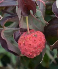 Future Forests Cornus Kousa Cappuccino