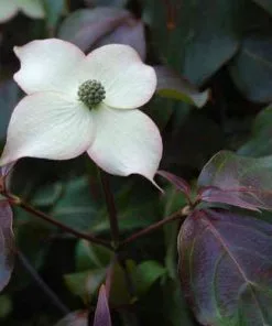 Future Forests Cornus Kousa Cappuccino