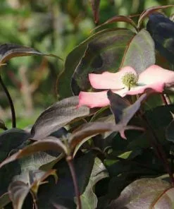 Future Forests Cornus Kousa Cappuccino
