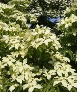 Future Forests Trees Cornus Kousa John Slocock - Chinese Dogwood