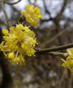 Future Forests Cornus Mas