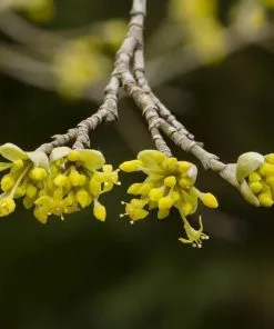 Future Forests Cornus Mas
