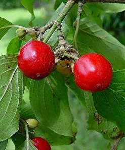 Future Forests Cornus Mas