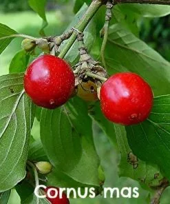 Future Forests Hedging Permaculture Hedge Mix