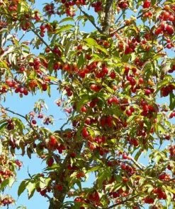 Future Forests Cornus Mas